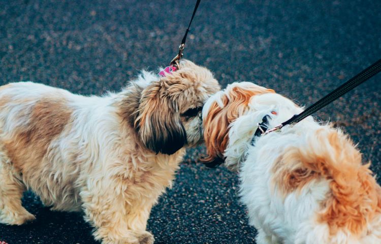Two small fluffy dogs touching noses and socializing while on leashes outdoors.