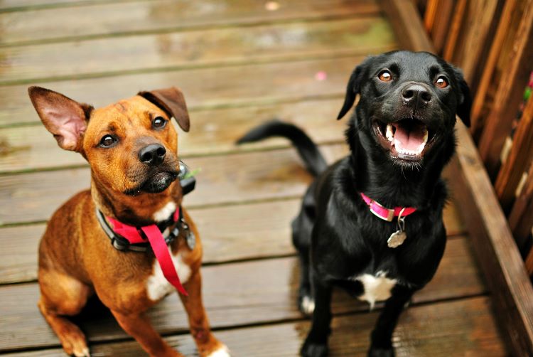 Two mixed-breed dogs or 'mutts' sitting on a wooden walkway looking up, showing different traits of mixed dogs.