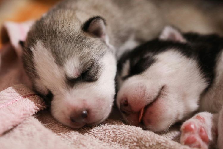two-newborn-husky-puppies