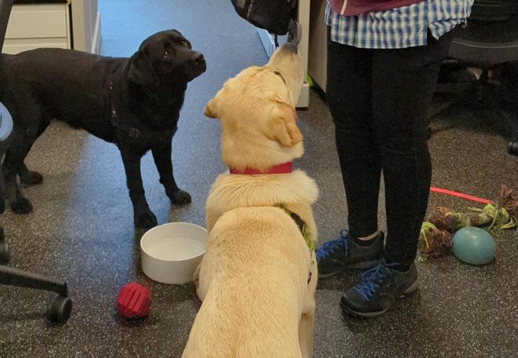 Two office dogs wait for a treat while surrounded by toys