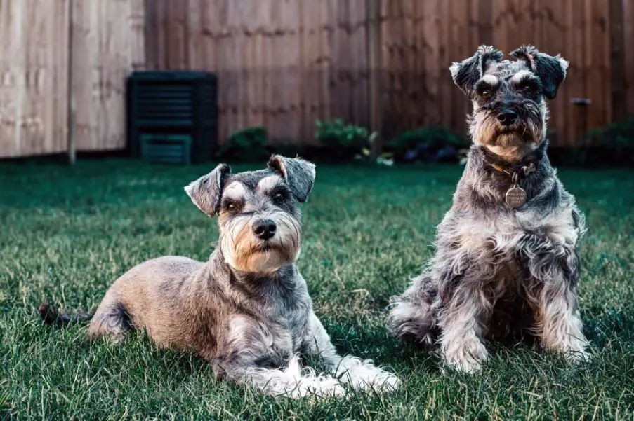 Two terriers in green grass backyard.