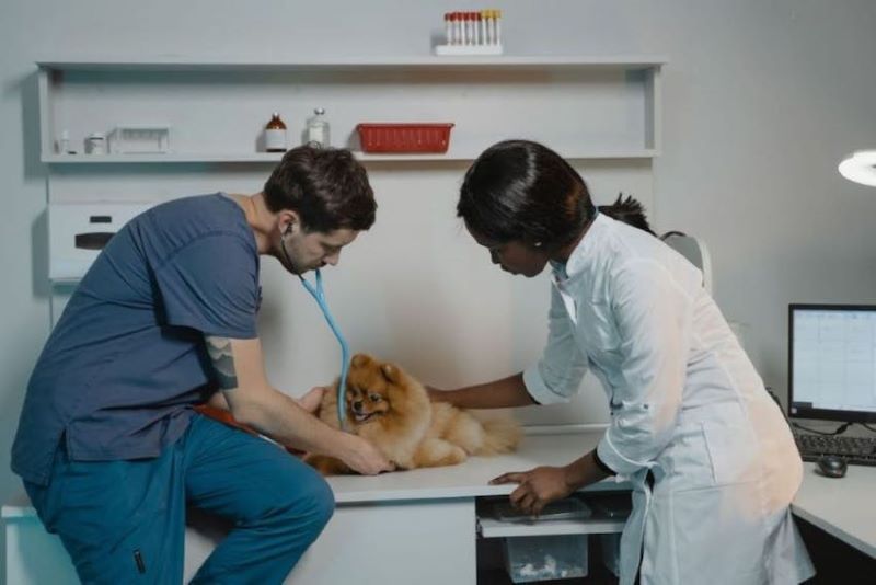 A male and female veterinarian examine a Pomeranian dog in a veterinary office.
