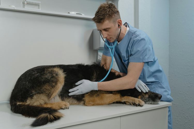A veterinarian in blue scrubs examining a multi-colored dog suffering from dog pancreatitis.