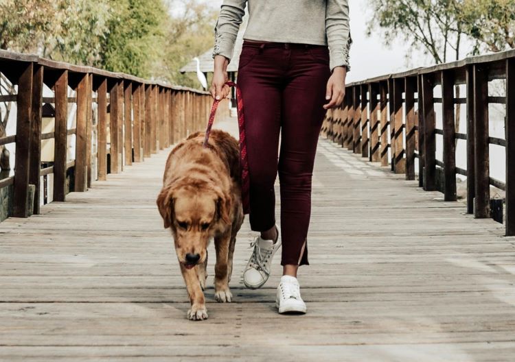 A female pet owner wearing white sneakers walking her dog down a boardwalk.