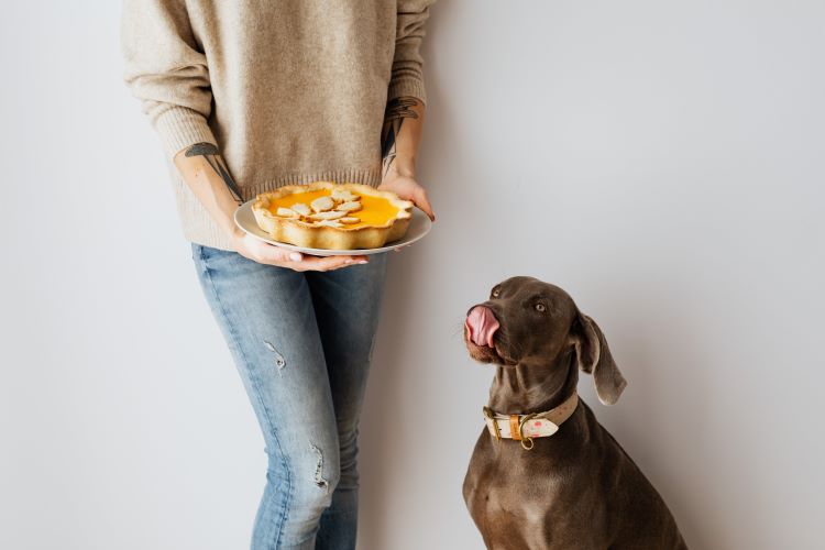 Human standing with a Thanksgiving pumpkin pie next to a weimaraner dog licking its lips.