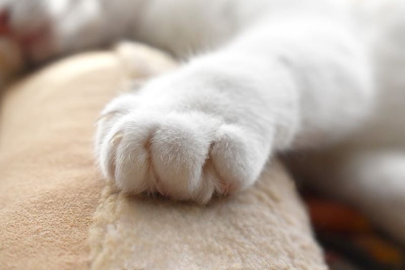 White cat paw with claws slightly visible as an example of why some pet owners wonder how to declaw a cat at home.