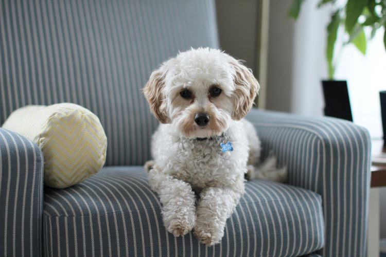 Small white dog with curly fur lounging on a striped armchair with a yellow pillow.