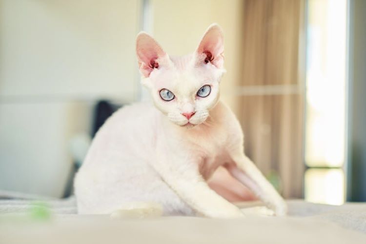 A white devon rex cat with striking blue eyes is an example of a hypoallergenic cat.