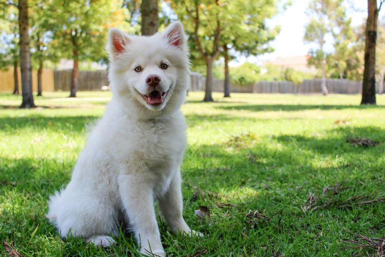 A white puppy with a smile expression sitting on green grass with trees behind them.
