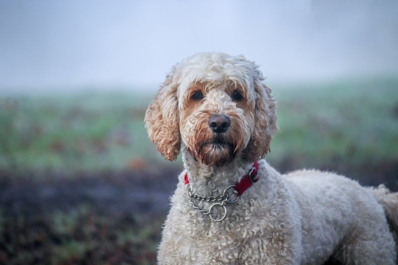 White Labradoodle in a field outdoors.