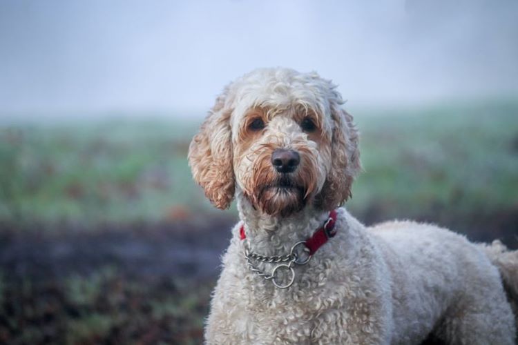 white-labradoodle-field