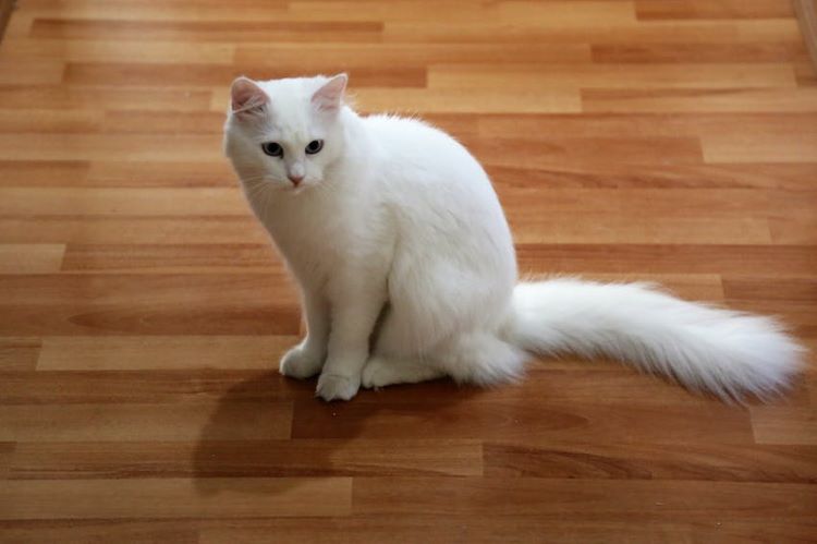 White medium hair cat sitting on a floor.
