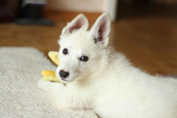 A cute white puppy in need of puppy name inspiration looking over its shoulder while playing on the floor with a yellow dog toy.