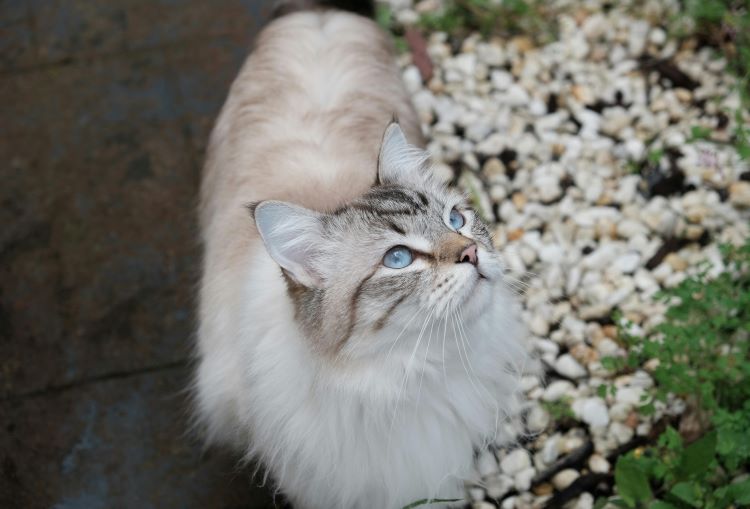 A Siberian cat looking up with blue eyes and tabby markings on its face.