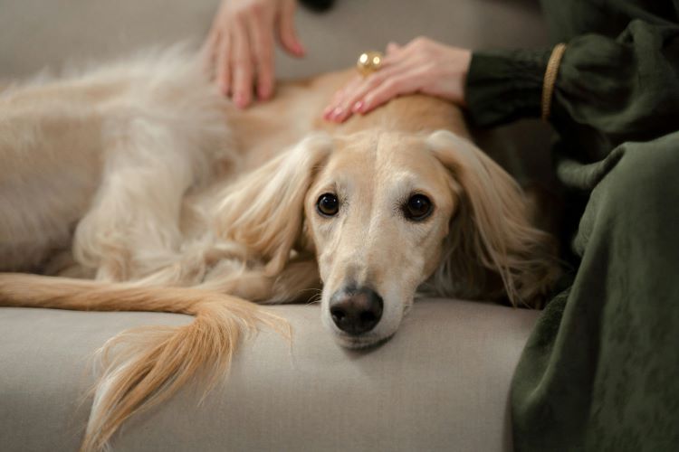 A female pet owner sitting on a couch petting a saluki.