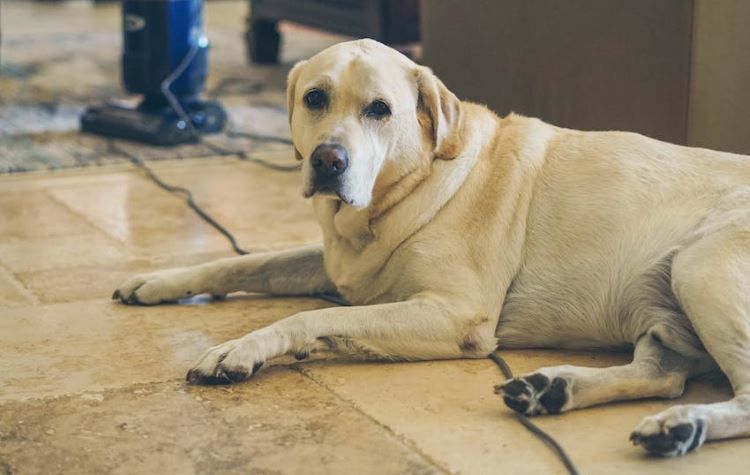 Yellow lab dog laying on a floor looking sad with blue vacuum in background.