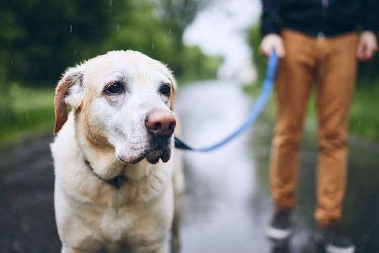 yellow-lab-walking-in-rain