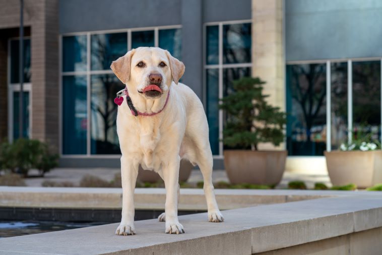 Yellow Labrador Retriever standing outside with tongue out.