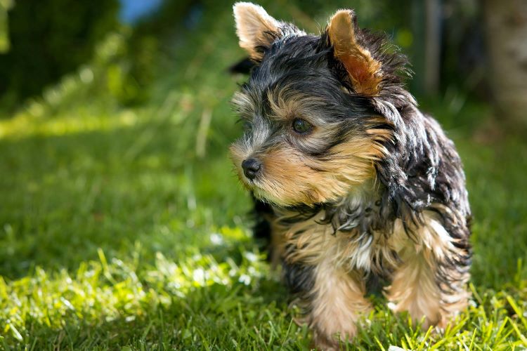 yorkshire-terrier-puppy