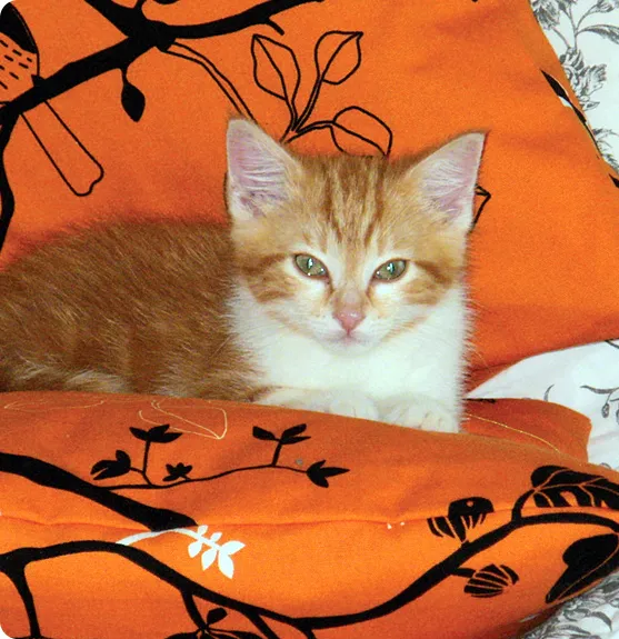 orange cat