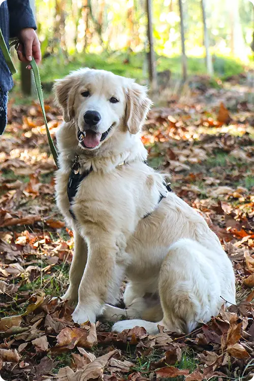 Golden Retriever sitting in fall leaves with his owner nearby