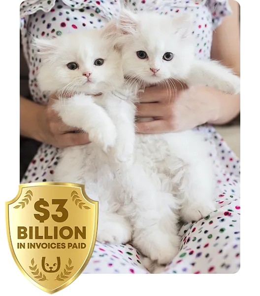 2 white kittens held in somoene's arms