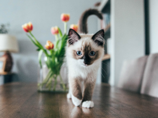 cat on table with vase of tulips behind
