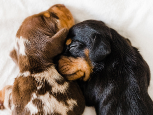 two dogs sleeping together
