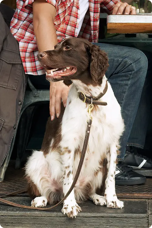 A brown and white dog looks to its right while a man in a checkered shirt pats its back