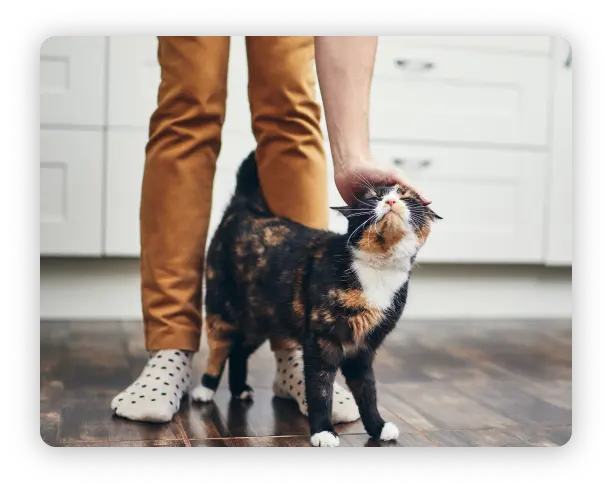 Cat getting patted by owner