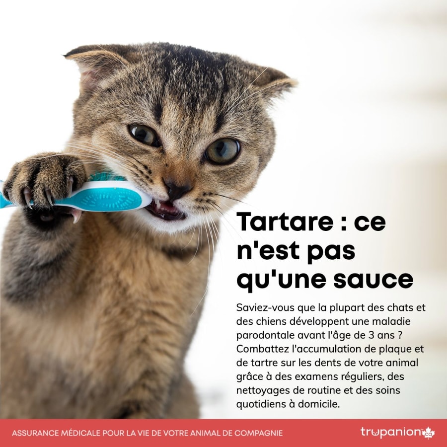 Tartare : ce n’est pas qu’une sauce