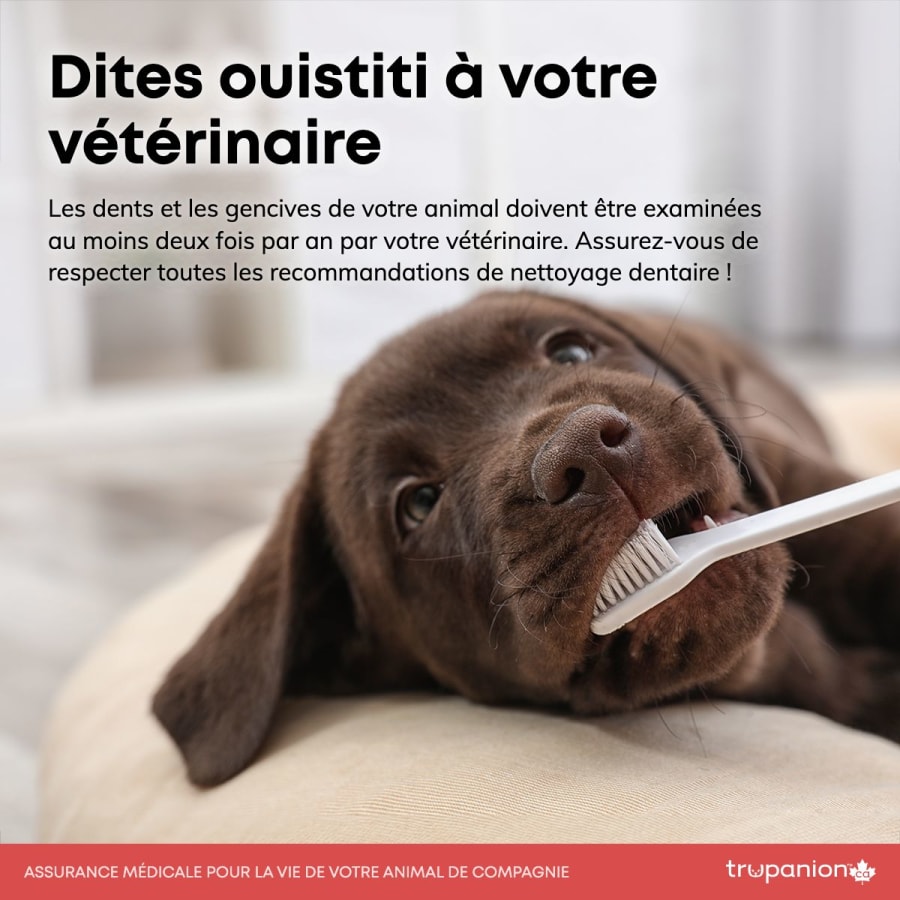 Dites ouistiti a votre veterinaire