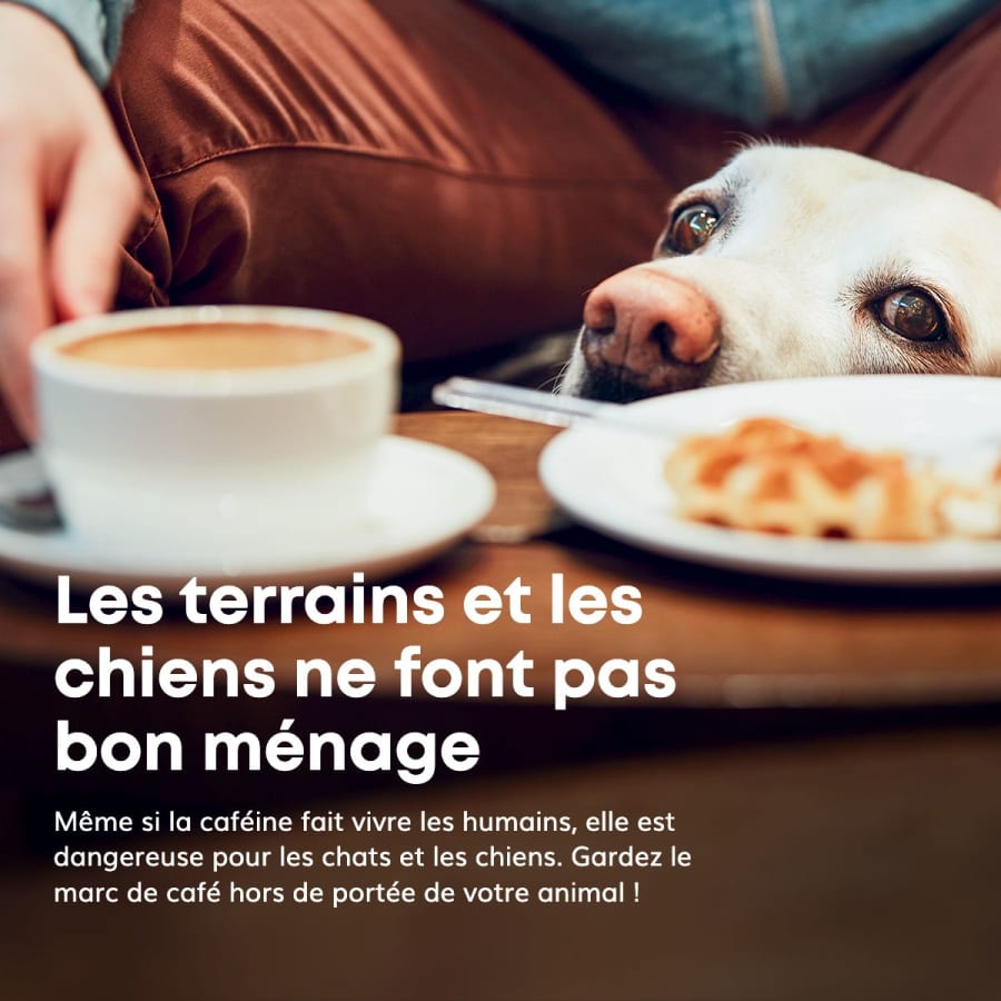 Les terrains et les chiens ne font pas bon menage