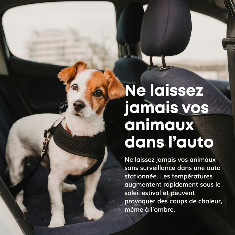 Ne laissez jamais vos animaux dans l’auto