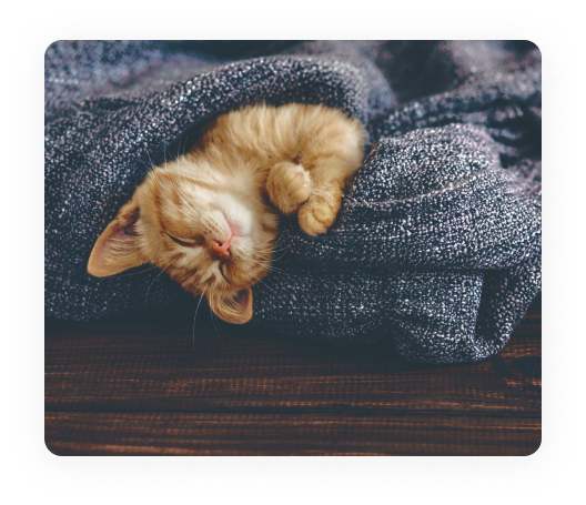 Cat insurance for breeding pet