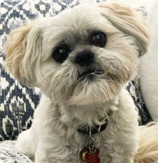 Shih Tzu curiously looking