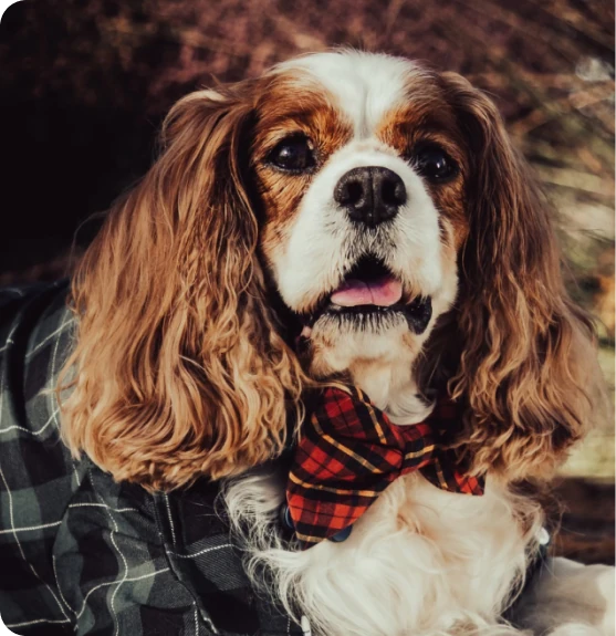 distinguished cavalier king charles spaniels with red checkered bowtie in blanket