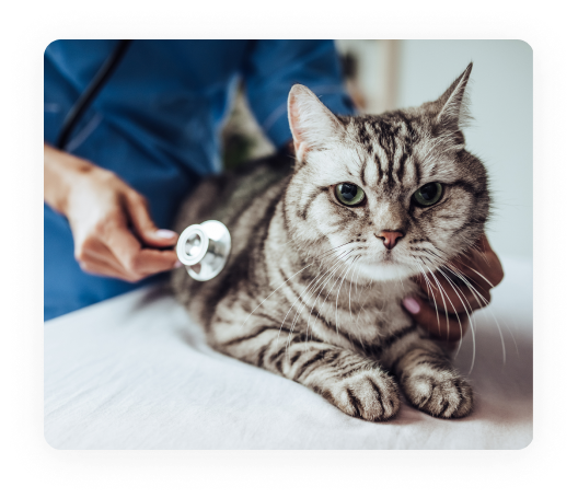 Kitten insurance vet pay