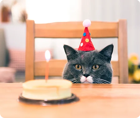 A cat in a party hat staring longingly at a cake.