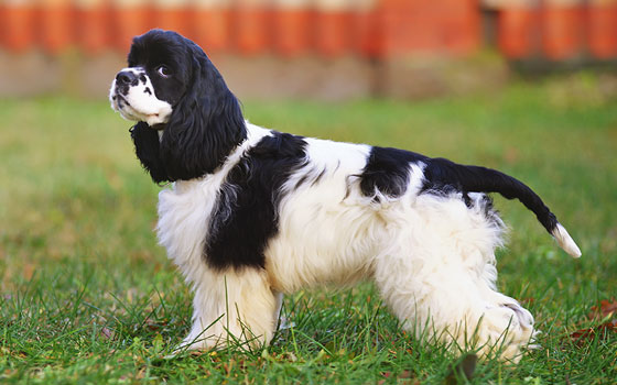 cards Cocker Spaniel Breed Guide