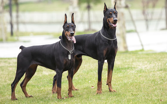 cards Doberman Pinscher Breed Guide