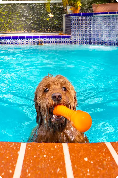 A dog in a pool with a toy in its mouth