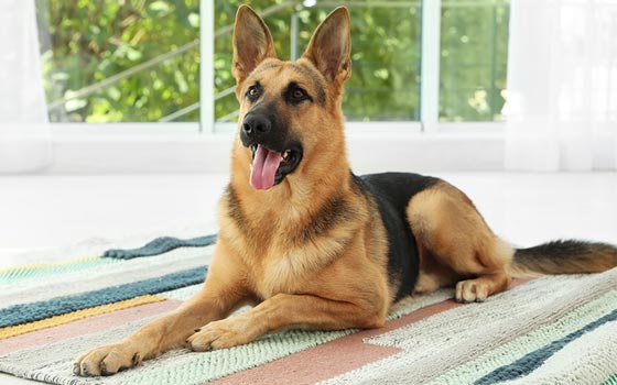 German Shepherd laying on striped rug with tongue out.