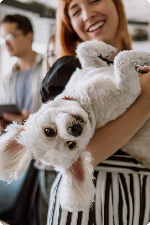white dog with head upside down being cradled by a female staff in office