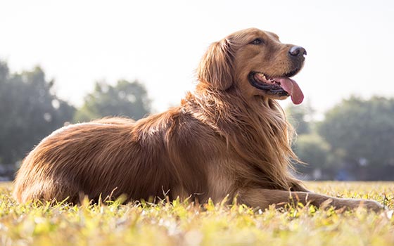 Golden Retriever laying calmly outdoors in a field with tongue out.