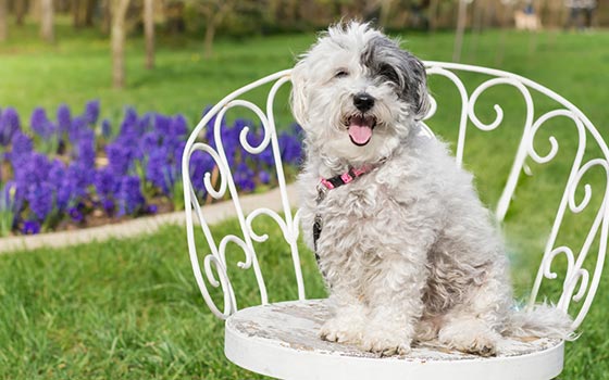 cards Havanese Health, Care Tips & Fun Facts