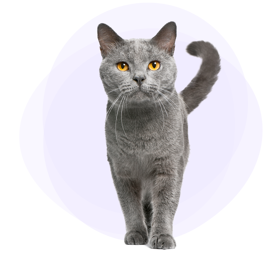 hero-grey-cat-900