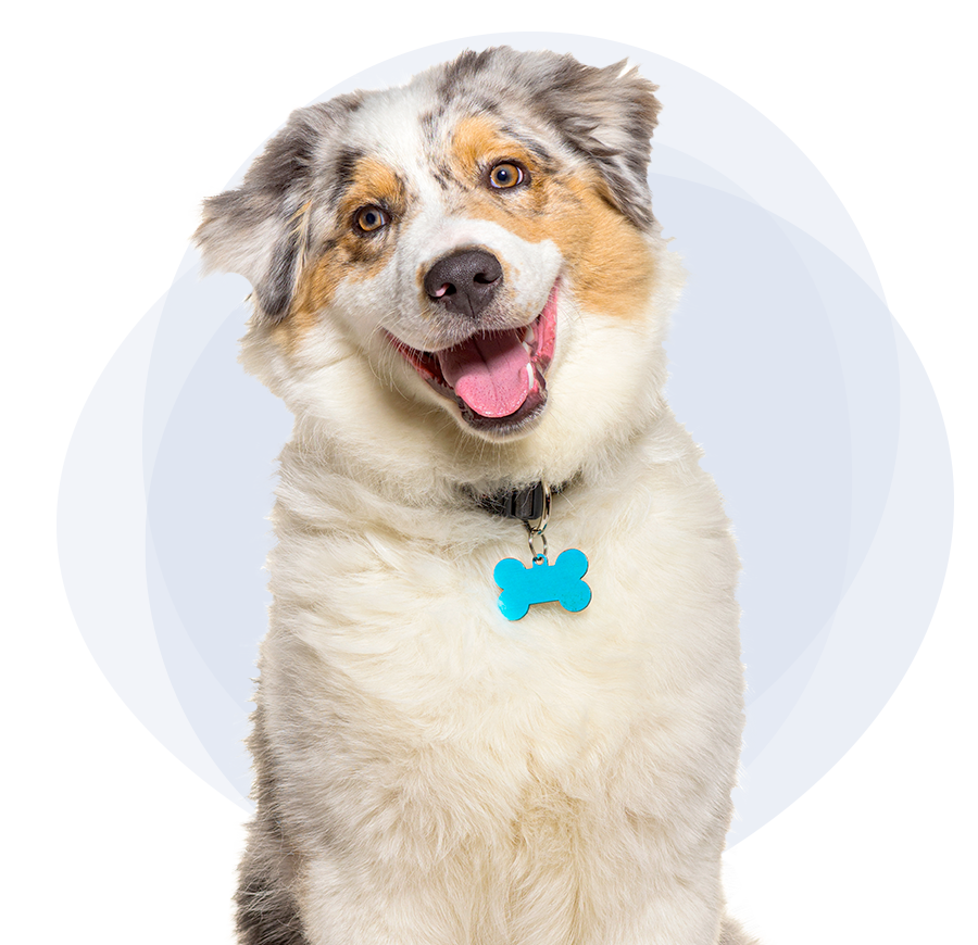 hero-smiling-dog-900