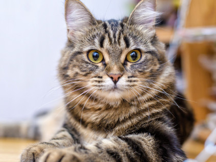 Tabby cat protected with cat insurance laying on a wood floor indoors.