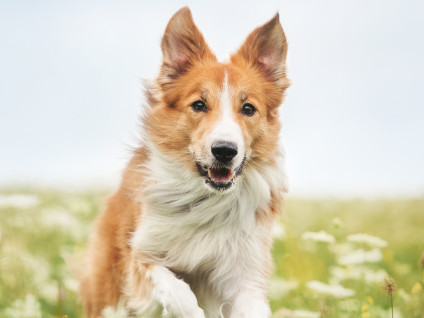 Collie dog protected with dog insurance leaping through a field outdoors.